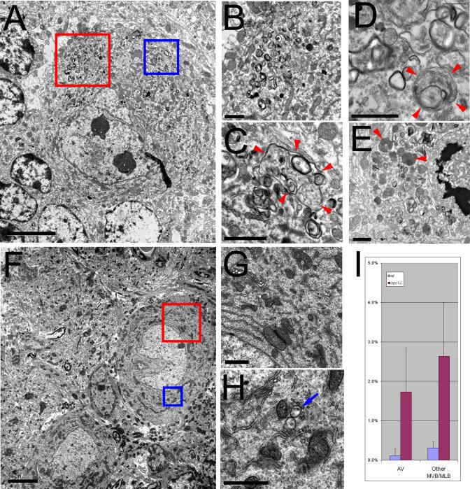 https://cdn.ncbi.nlm.nih.gov/pmc/blobs/aa46/1183526/f5514b4c3c80/pgen.0010007.g006.jpg