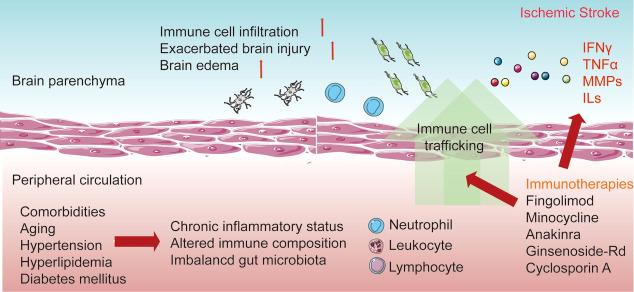 https://cdn.ncbi.nlm.nih.gov/pmc/blobs/aa48/9849888/998e9c8e99e2/fimmu-13-1080737-g001.jpg