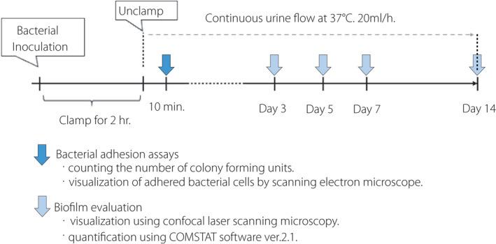 https://cdn.ncbi.nlm.nih.gov/pmc/blobs/aa49/9290946/2d1be4974ecb/IJU-28-1282-g008.jpg