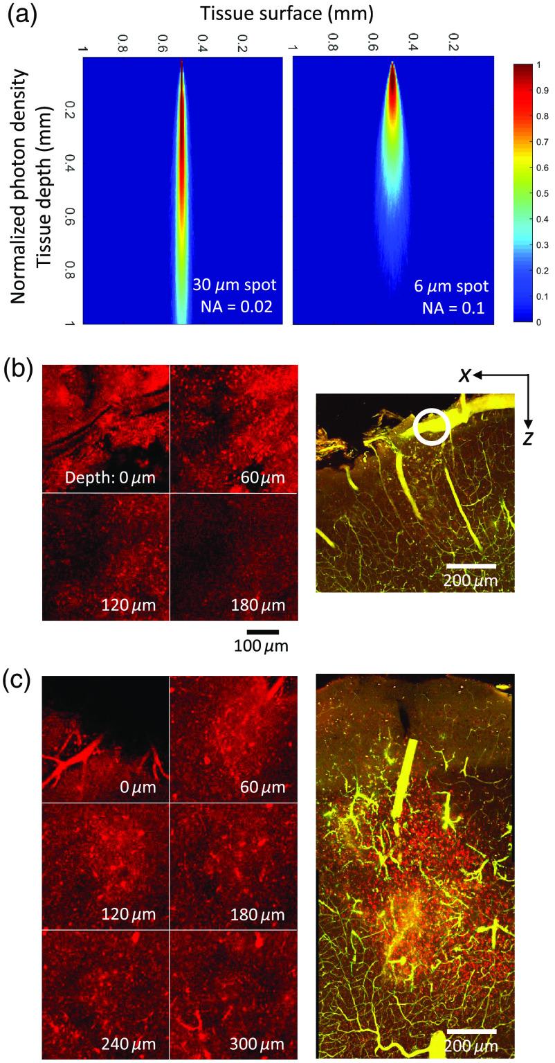 https://cdn.ncbi.nlm.nih.gov/pmc/blobs/aa4b/6992450/1da3a71187fd/NPh-007-015005-g002.jpg