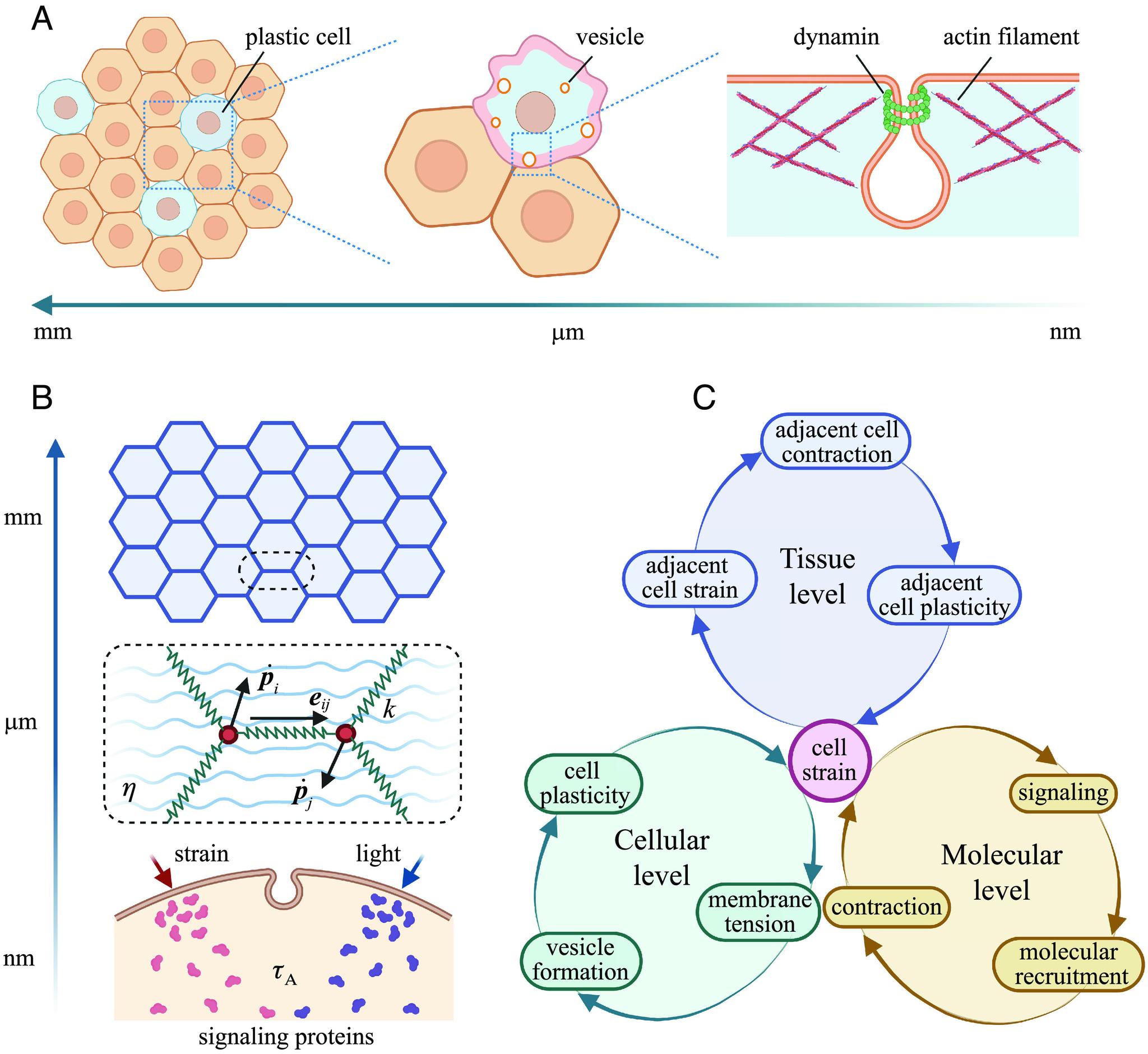 https://cdn.ncbi.nlm.nih.gov/pmc/blobs/aa4f/10622945/58a7ec337d5c/pnas.2305375120fig01.jpg