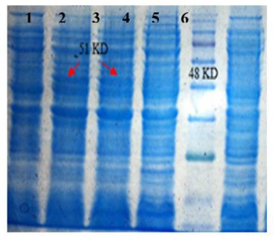 https://cdn.ncbi.nlm.nih.gov/pmc/blobs/aa4f/7475616/0e32517f5019/IJPH-49-931-g006.jpg