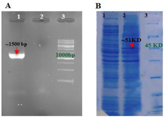 https://cdn.ncbi.nlm.nih.gov/pmc/blobs/aa4f/7475616/3031e050b2f6/IJPH-49-931-g001.jpg