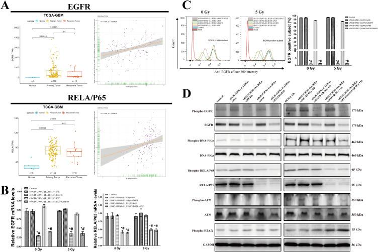 https://cdn.ncbi.nlm.nih.gov/pmc/blobs/aa52/11559232/a9f9a665188d/IJN-19-11517-g0005.jpg