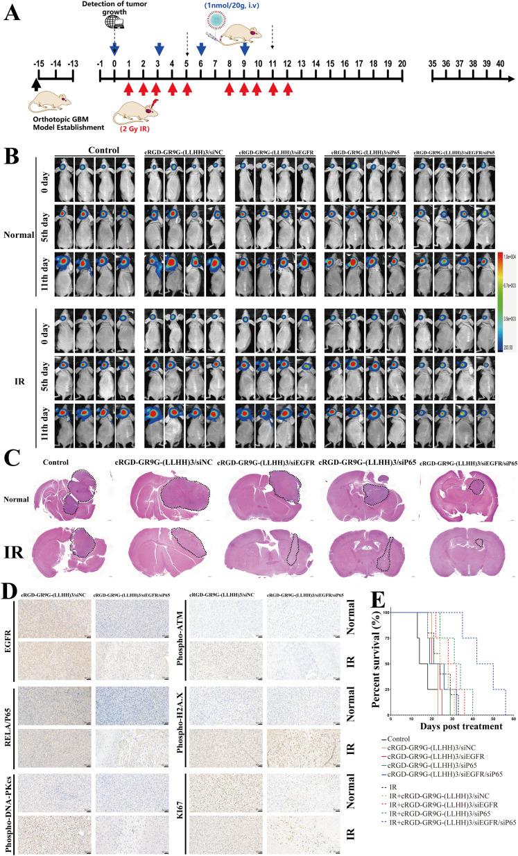 https://cdn.ncbi.nlm.nih.gov/pmc/blobs/aa52/11559232/cd2418087932/IJN-19-11517-g0006.jpg