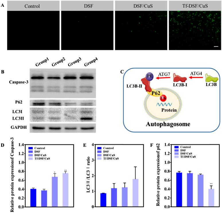https://cdn.ncbi.nlm.nih.gov/pmc/blobs/aa56/10661684/7da5069d18e7/d3ra06434d-f4.jpg