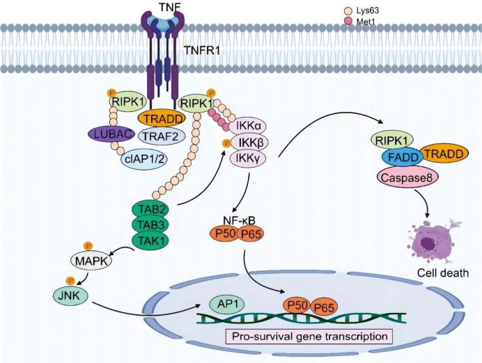 https://cdn.ncbi.nlm.nih.gov/pmc/blobs/aa56/12134904/a6dde47c0203/JCTH-13-493-g002.jpg