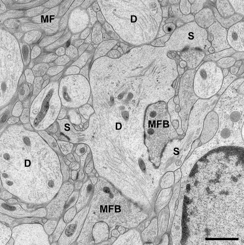 https://cdn.ncbi.nlm.nih.gov/pmc/blobs/aa5e/4158982/803542169b12/fnana-08-00094-g001.jpg