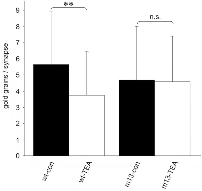 https://cdn.ncbi.nlm.nih.gov/pmc/blobs/aa5e/4158982/8b1a0426a24d/fnana-08-00094-g004.jpg