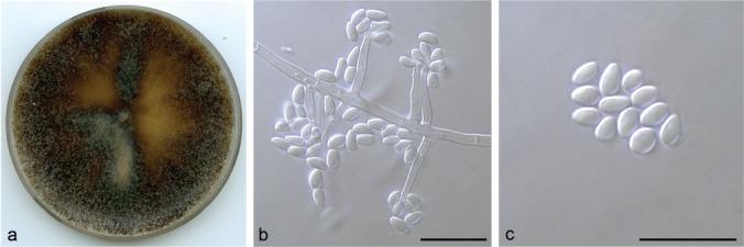 https://cdn.ncbi.nlm.nih.gov/pmc/blobs/aa60/6712535/77875c4f444a/per-42-50-g013.jpg