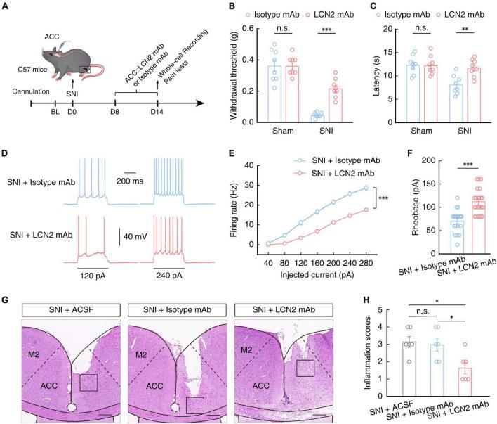 https://cdn.ncbi.nlm.nih.gov/pmc/blobs/aa62/10285483/271311f49e0f/fncel-17-1140769-g007.jpg