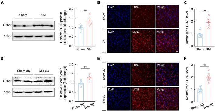 https://cdn.ncbi.nlm.nih.gov/pmc/blobs/aa62/10285483/7d821eb3993a/fncel-17-1140769-g004.jpg