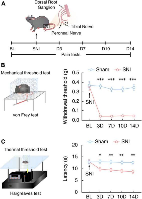 https://cdn.ncbi.nlm.nih.gov/pmc/blobs/aa62/10285483/a38334a9869f/fncel-17-1140769-g001.jpg