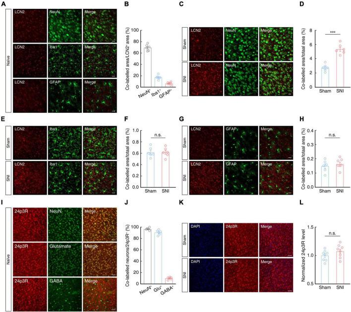 https://cdn.ncbi.nlm.nih.gov/pmc/blobs/aa62/10285483/f4c96fc7645b/fncel-17-1140769-g005.jpg