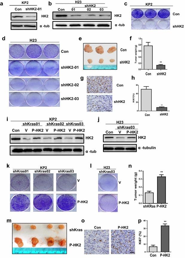 https://cdn.ncbi.nlm.nih.gov/pmc/blobs/aa65/4755025/89a20b1c0f49/12935_2016_280_Fig2_HTML.jpg