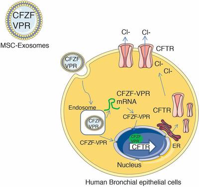 https://cdn.ncbi.nlm.nih.gov/pmc/blobs/aa6a/7825549/9e89a215b00c/JEV2-10-e12053-g004.jpg