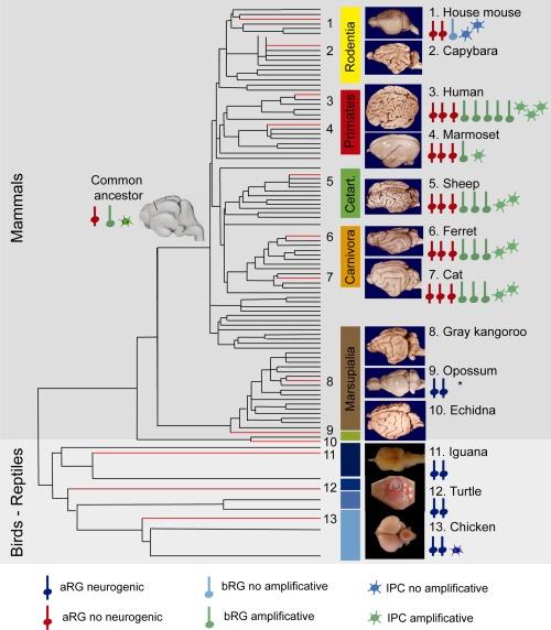https://cdn.ncbi.nlm.nih.gov/pmc/blobs/aa6d/5008138/a64d8dc1e03a/GLIA-63-1303-g003.jpg