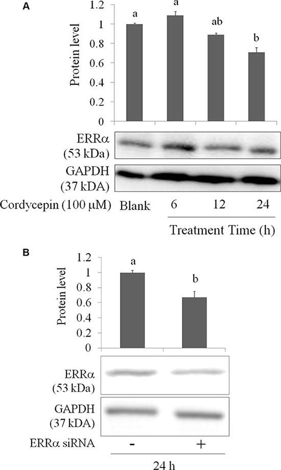 https://cdn.ncbi.nlm.nih.gov/pmc/blobs/aa6e/5356863/280137e67660/oncotarget-08-3049-g005.jpg