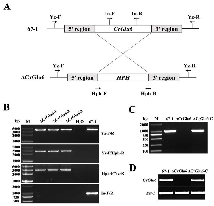 https://cdn.ncbi.nlm.nih.gov/pmc/blobs/aa73/10381721/bfc98aaa4e91/jof-09-00764-g004.jpg