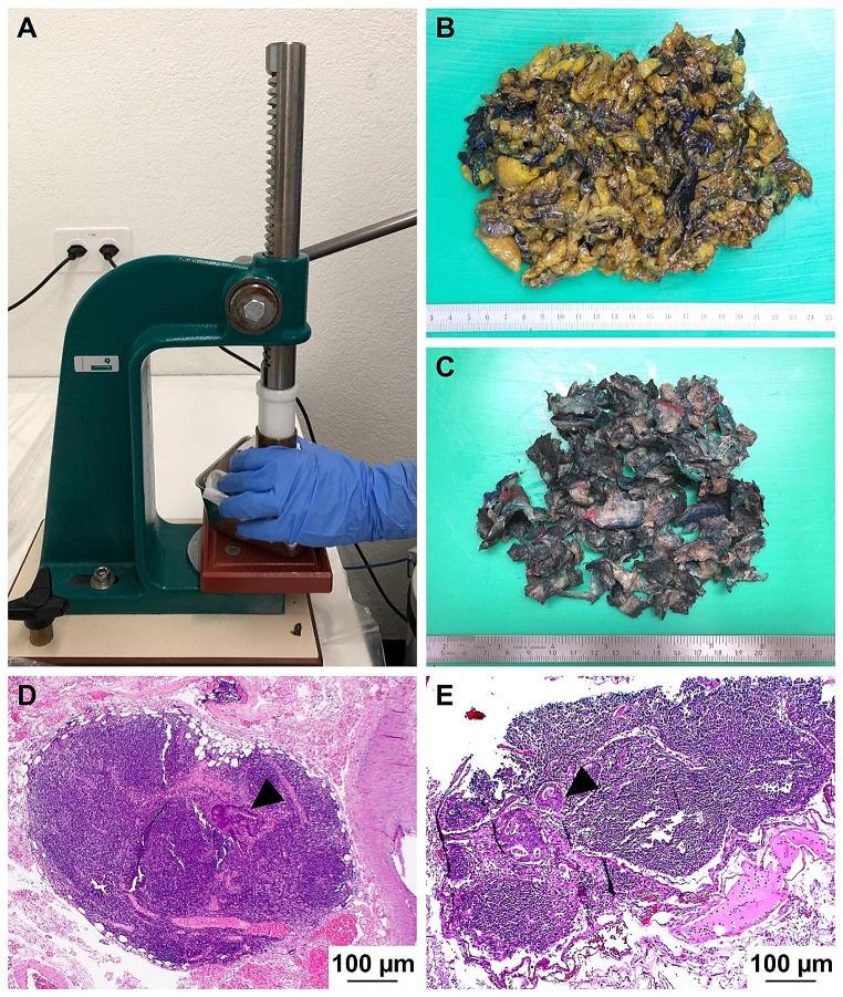 https://cdn.ncbi.nlm.nih.gov/pmc/blobs/aa7e/10830779/81805e24c14e/10585_2023_10259_Fig1_HTML.jpg