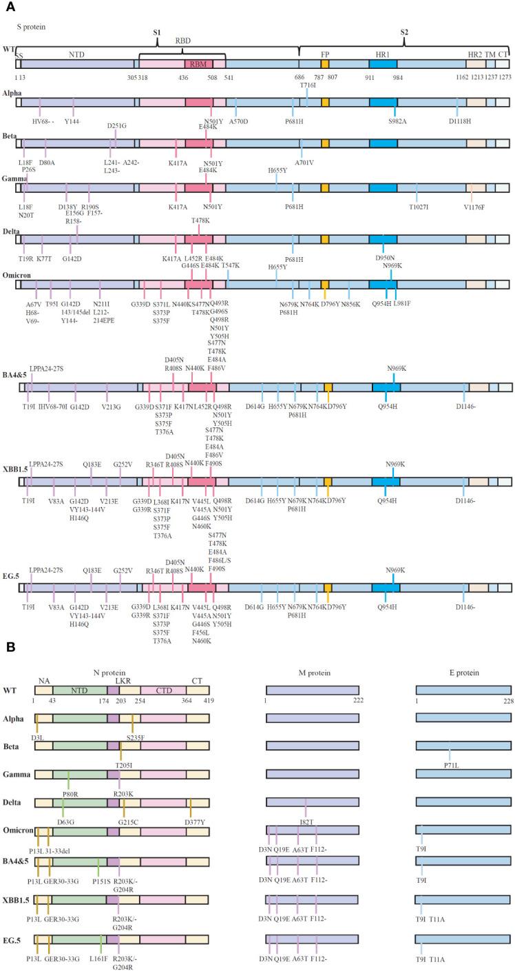 https://cdn.ncbi.nlm.nih.gov/pmc/blobs/aa7f/10924305/fbf51f13bc61/fimmu-15-1339660-g001.jpg