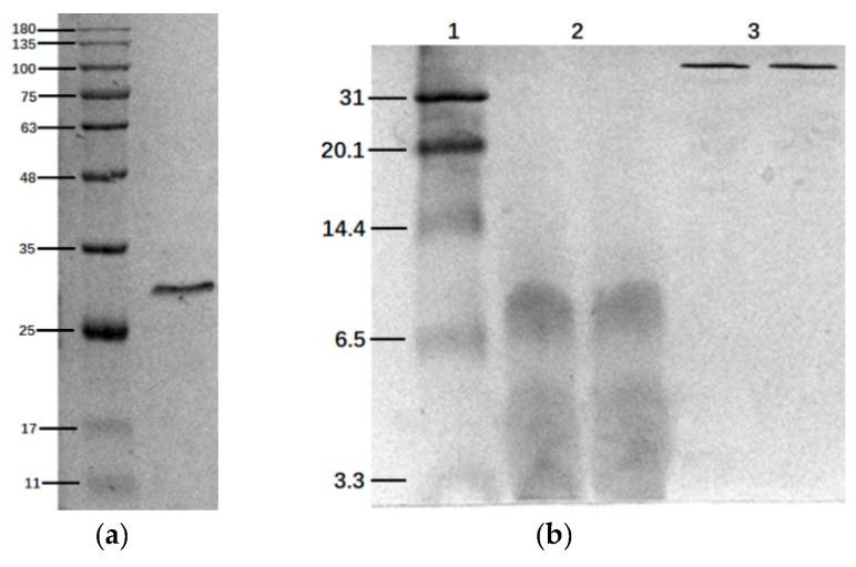 https://cdn.ncbi.nlm.nih.gov/pmc/blobs/aa84/7142871/ff50c632e1ac/marinedrugs-18-00133-g001.jpg