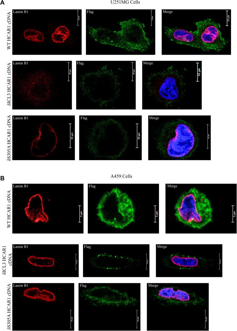 https://cdn.ncbi.nlm.nih.gov/pmc/blobs/aa87/11794946/7da199ef5daa/LSA-2025-03226_FigS3.jpg