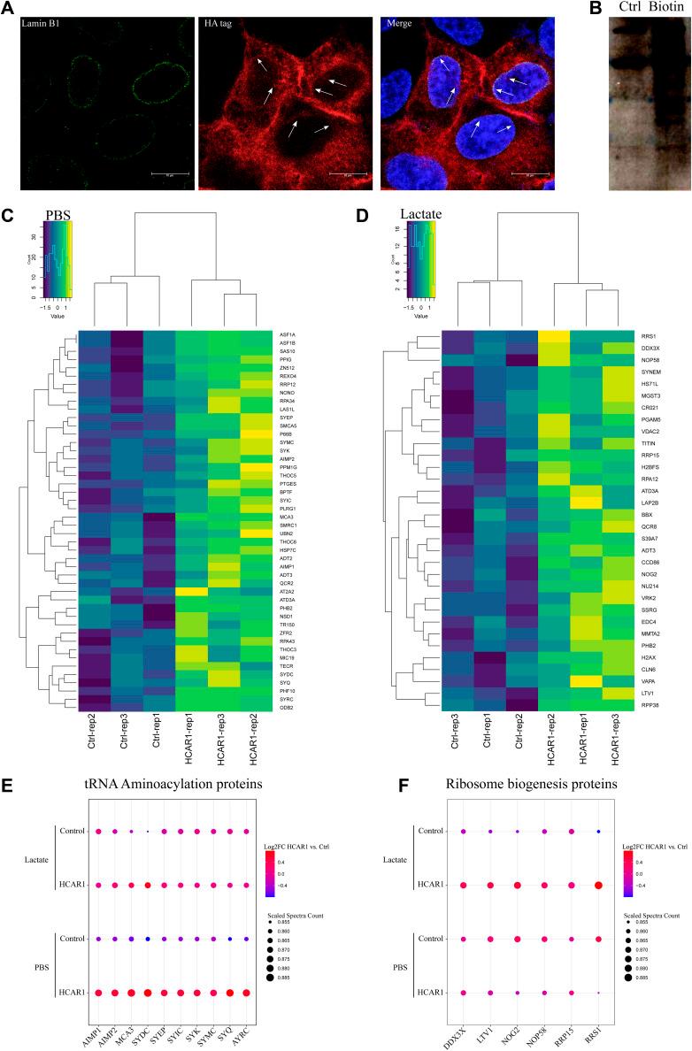 https://cdn.ncbi.nlm.nih.gov/pmc/blobs/aa87/11794946/7e8140fa503b/LSA-2025-03226_FigS7.jpg