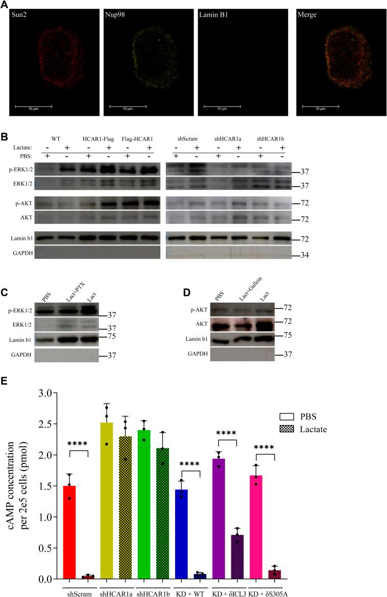 https://cdn.ncbi.nlm.nih.gov/pmc/blobs/aa87/11794946/91d044c336e2/LSA-2025-03226_FigS5.jpg