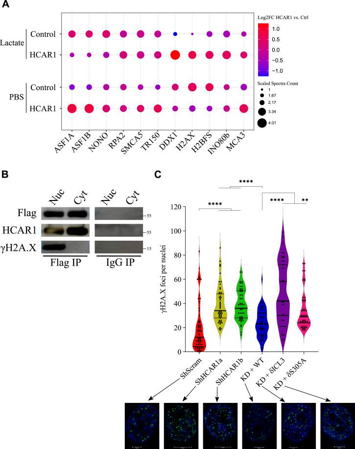 https://cdn.ncbi.nlm.nih.gov/pmc/blobs/aa87/11794946/e24f0f322eab/LSA-2025-03226_Fig4.jpg