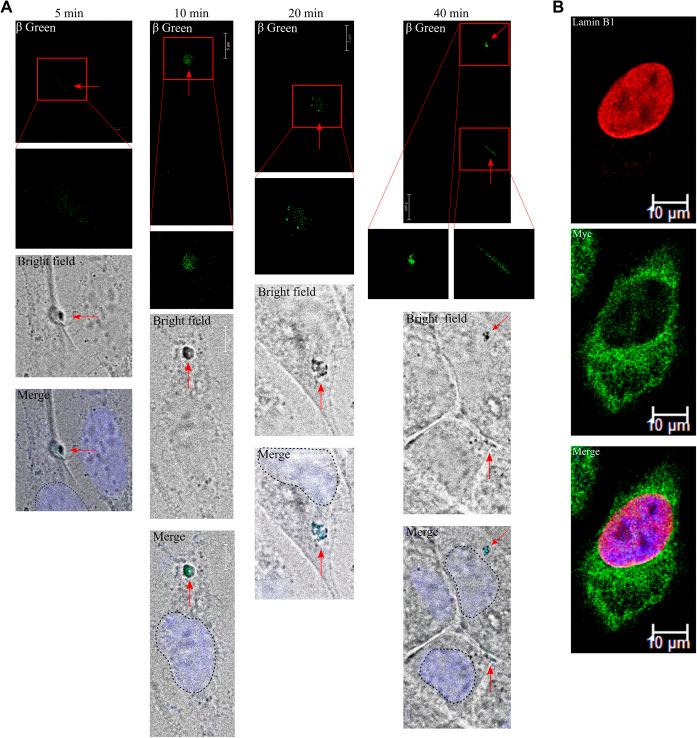 https://cdn.ncbi.nlm.nih.gov/pmc/blobs/aa87/11794946/fa737c11f58b/LSA-2025-03226_FigS4.jpg