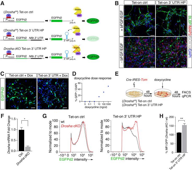 https://cdn.ncbi.nlm.nih.gov/pmc/blobs/aa8d/11149935/d46f353edd32/elife-74940-fig2.jpg