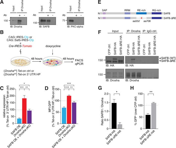 https://cdn.ncbi.nlm.nih.gov/pmc/blobs/aa8d/11149935/edd0faef0814/elife-74940-fig5.jpg