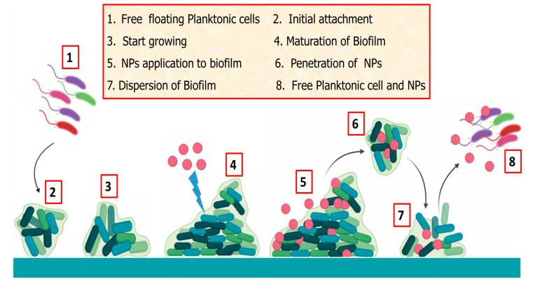 https://cdn.ncbi.nlm.nih.gov/pmc/blobs/aa8e/7693774/5a99d9d37abd/biomolecules-10-01498-g004.jpg