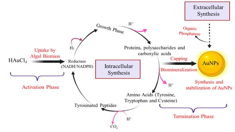 https://cdn.ncbi.nlm.nih.gov/pmc/blobs/aa8e/7693774/ba7b1a0e1cd7/biomolecules-10-01498-g003.jpg