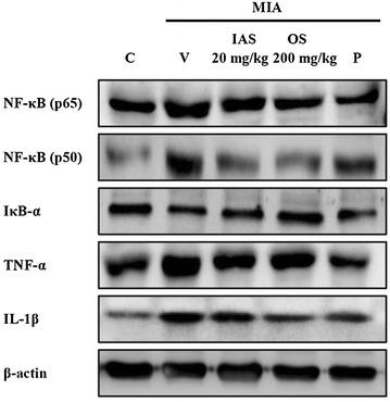 https://cdn.ncbi.nlm.nih.gov/pmc/blobs/aa93/4827221/8fe619536eee/13020_2016_89_Fig6_HTML.jpg
