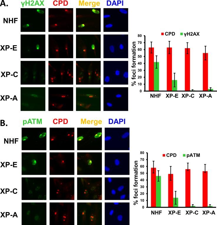 https://cdn.ncbi.nlm.nih.gov/pmc/blobs/aa95/4956099/664f684ac496/pone.0159344.g006.jpg