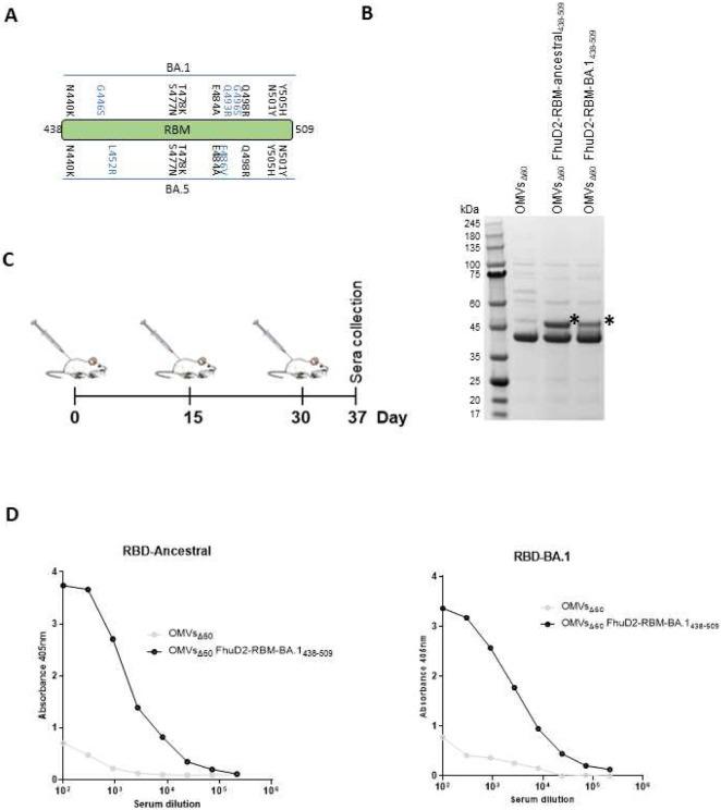 https://cdn.ncbi.nlm.nih.gov/pmc/blobs/aa99/10246226/cbab9a177428/nihpp-rs2788726v1-f0005.jpg