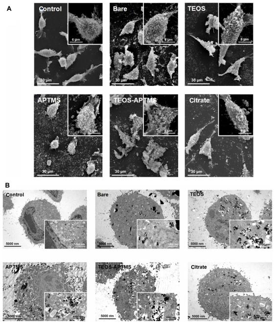 https://cdn.ncbi.nlm.nih.gov/pmc/blobs/aa99/3254266/ee99078fd37b/ijn-6-3219f5.jpg