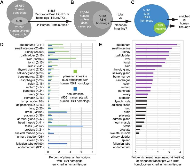 https://cdn.ncbi.nlm.nih.gov/pmc/blobs/aa99/7117911/52a9627e61e6/elife-52613-fig7.jpg