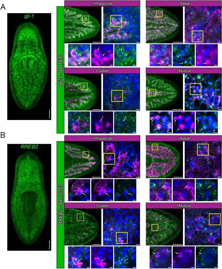 https://cdn.ncbi.nlm.nih.gov/pmc/blobs/aa99/7117911/8e80366f8945/elife-52613-fig8-figsupp4.jpg
