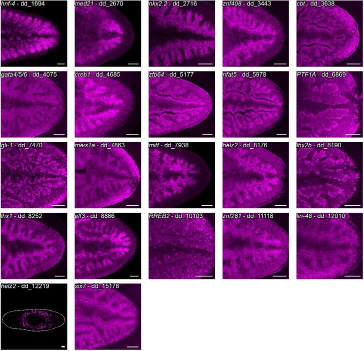https://cdn.ncbi.nlm.nih.gov/pmc/blobs/aa99/7117911/be83150cc0db/elife-52613-fig8-figsupp1.jpg