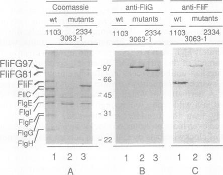 https://cdn.ncbi.nlm.nih.gov/pmc/blobs/aa9b/49489/f2190e3fa6fd/pnas01088-0089-a.jpg