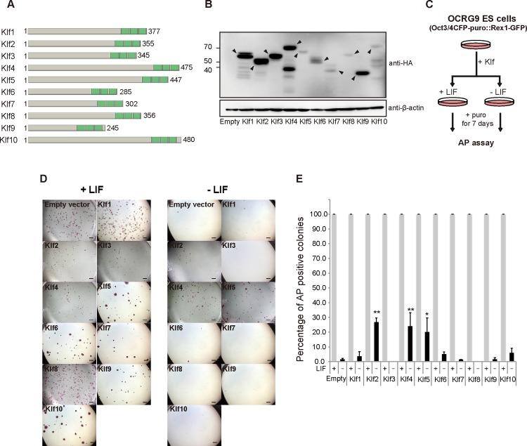 https://cdn.ncbi.nlm.nih.gov/pmc/blobs/aa9e/4778944/877d7a71292f/pone.0150715.g001.jpg