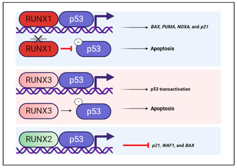 https://cdn.ncbi.nlm.nih.gov/pmc/blobs/aa9f/10136874/6b7cdb212306/cells-12-01106-g004.jpg