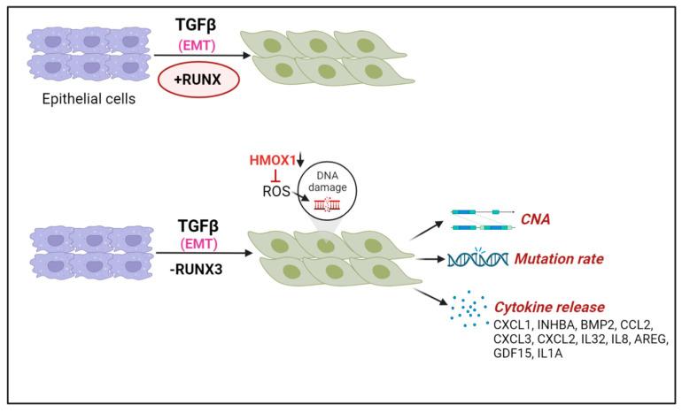 https://cdn.ncbi.nlm.nih.gov/pmc/blobs/aa9f/10136874/7523fe875753/cells-12-01106-g007.jpg