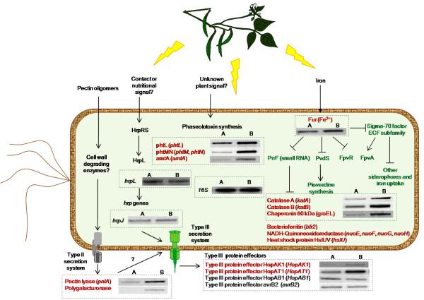 https://cdn.ncbi.nlm.nih.gov/pmc/blobs/aaa1/2803797/78927ea8d5c4/1471-2180-9-257-5.jpg