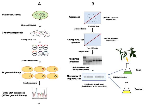 https://cdn.ncbi.nlm.nih.gov/pmc/blobs/aaa1/2803797/d03367cac651/1471-2180-9-257-2.jpg