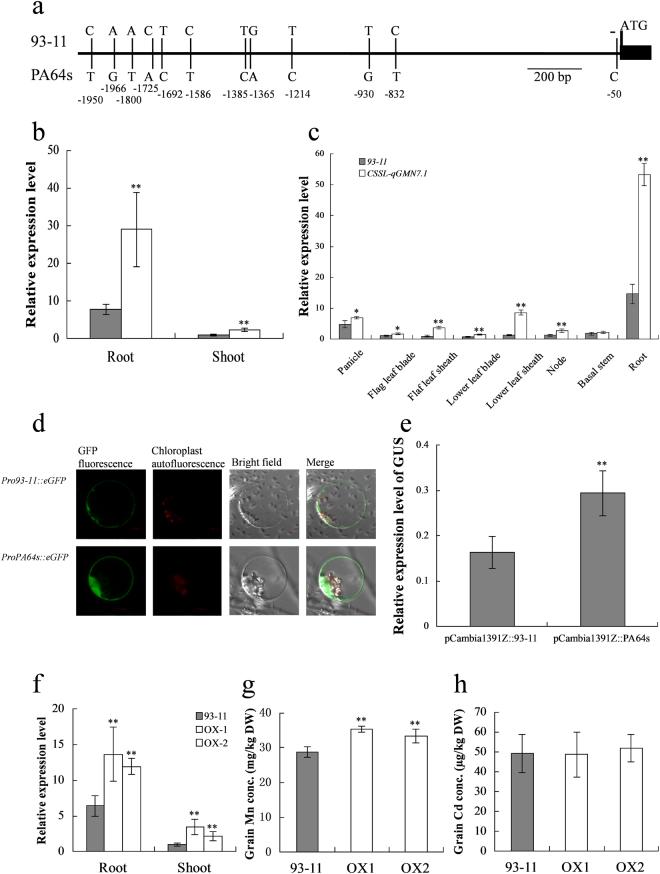 https://cdn.ncbi.nlm.nih.gov/pmc/blobs/aaa3/5735179/2b0012cbe14c/41598_2017_18090_Fig6_HTML.jpg