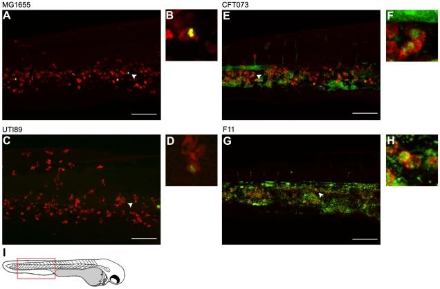https://cdn.ncbi.nlm.nih.gov/pmc/blobs/aaa4/2785880/02e381f0afae/ppat.1000697.g007.jpg